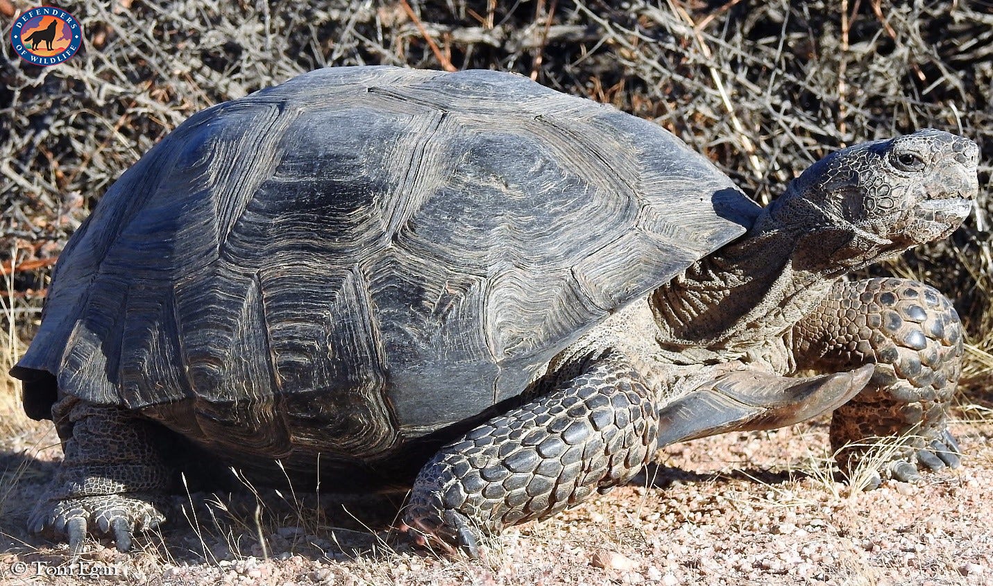 Trekking with Tortoises. As seasoned biologists who have spent… | by ...