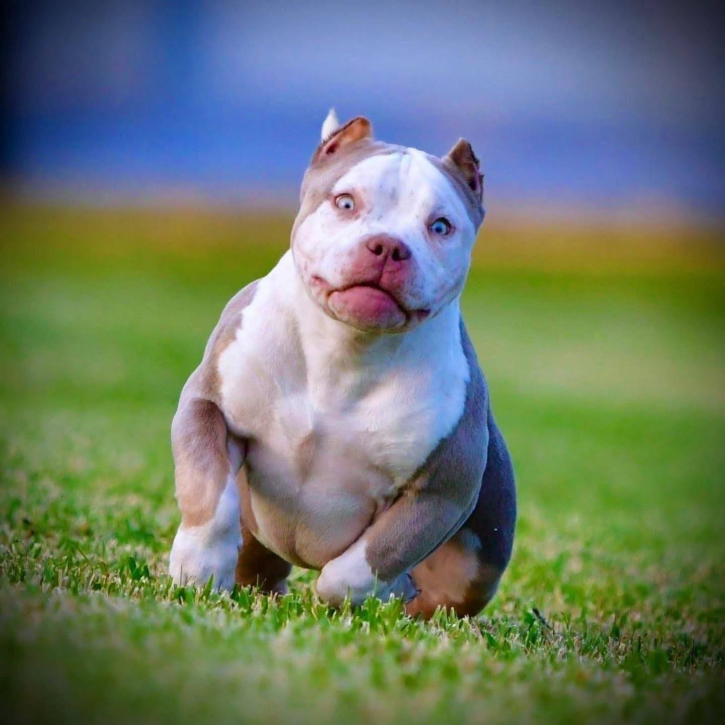 THE AMERICAN BULLY STUDS OF VENOMLINE TOP POCKET BULLY BREEDER by