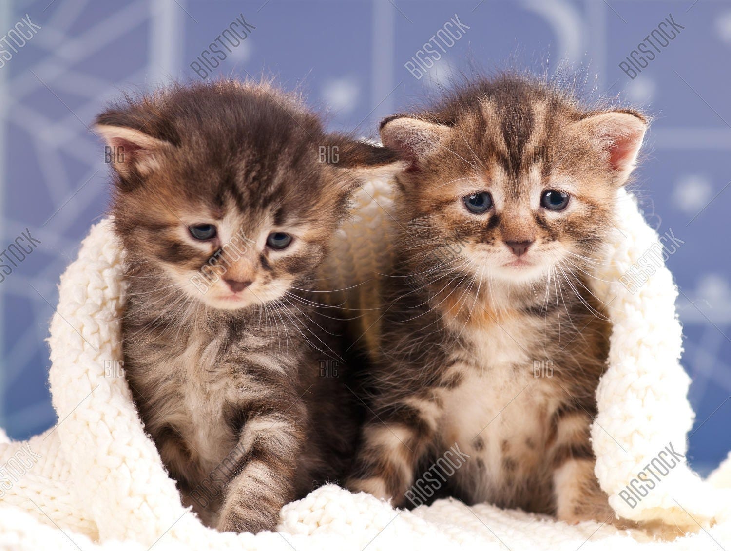 How To Keep A Newborn Kitten Warm 2025