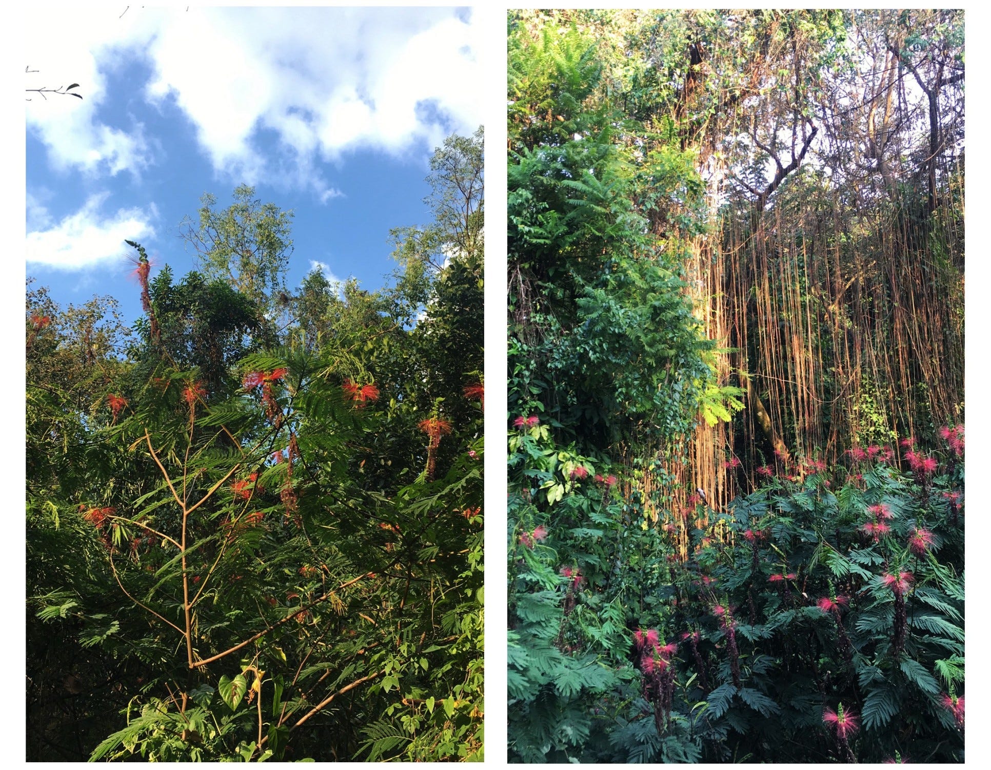 Forest Walk Babakan Siliwangi Frapuccinopro Medium