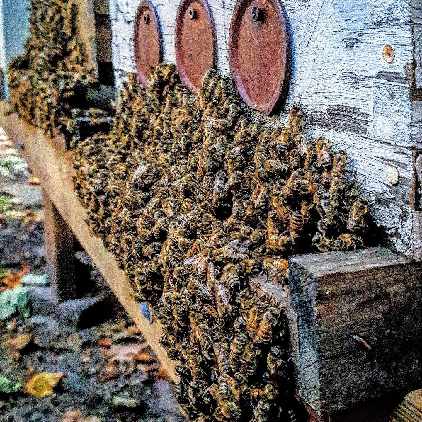 Urban Beekeeping Story A Profitable Hobby That Benefits Everyone By Dominique Bernier Medium