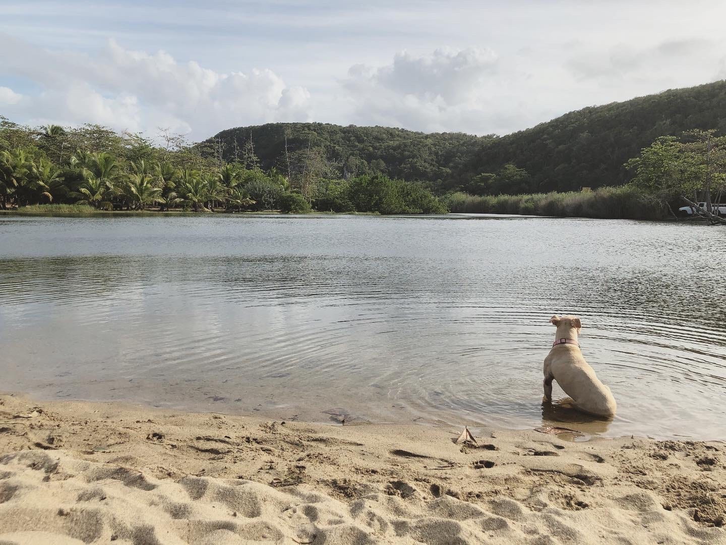 Georgia May, my ash blonde pitbull sitting at the edge of the river, the green mountains of Puerto Rico looming in the background.