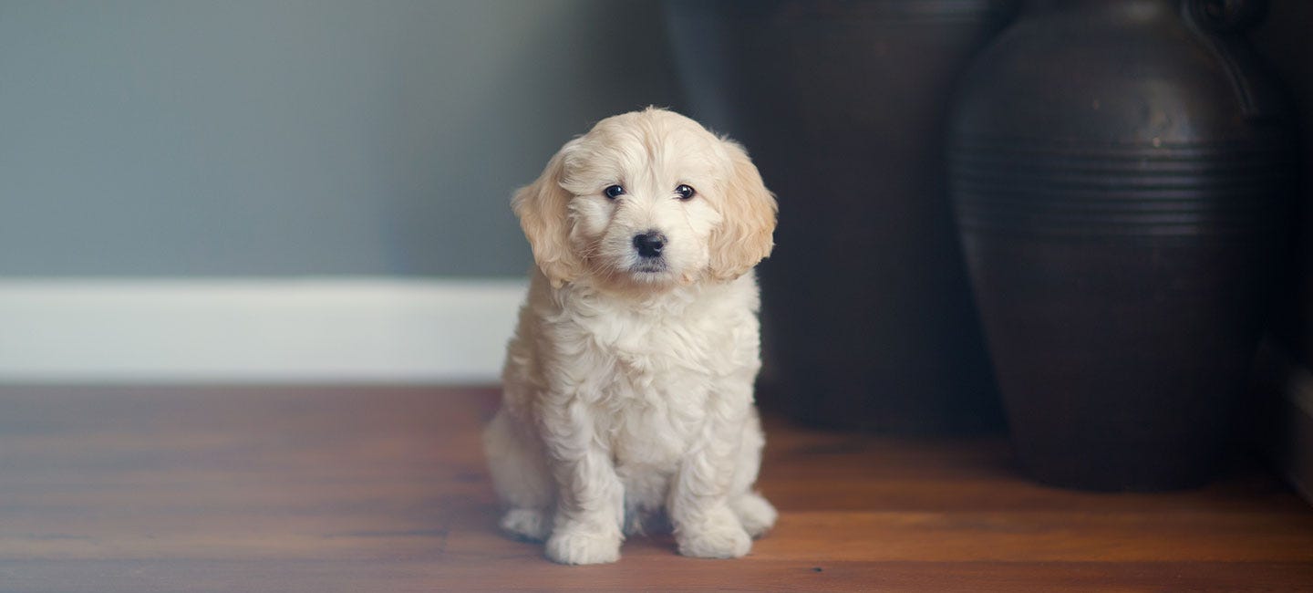 3 reasons to cuddle your dog more often. | by Uptown ...