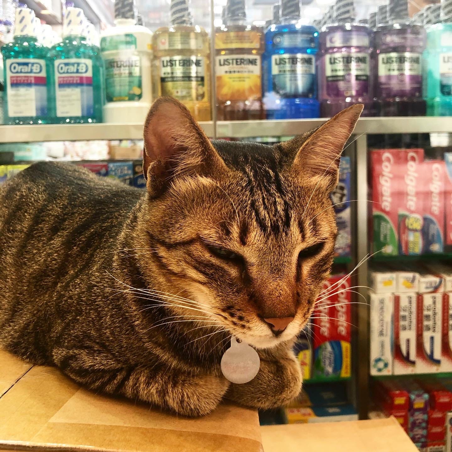 pharmacy cat