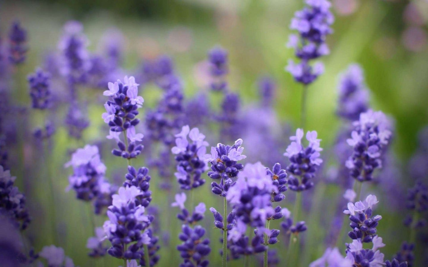 5 Manfaat  menakjubkan bunga  lavender  Cantik com Medium