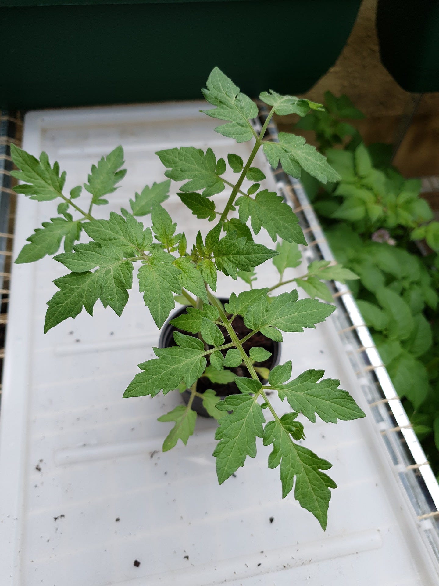 Multiply Your Tomato Plants for Free with This Simple Method | by Hannah | Medium