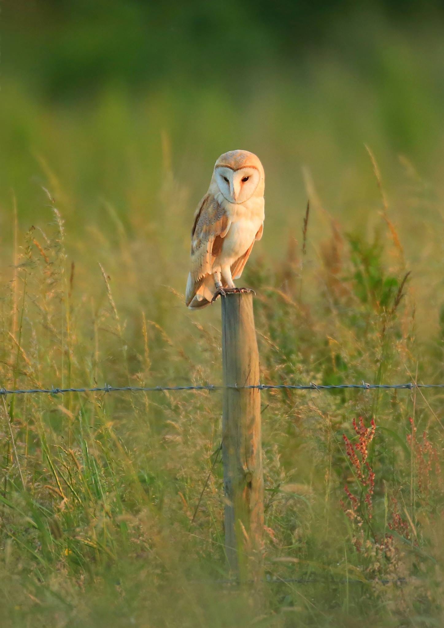 Love Barn Owls Report When You See Them Zephyr G Winter Medium