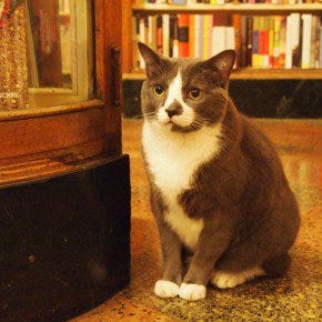 Kitty Porn: City Bookstores With Cats | by NYU Local | NYU Local