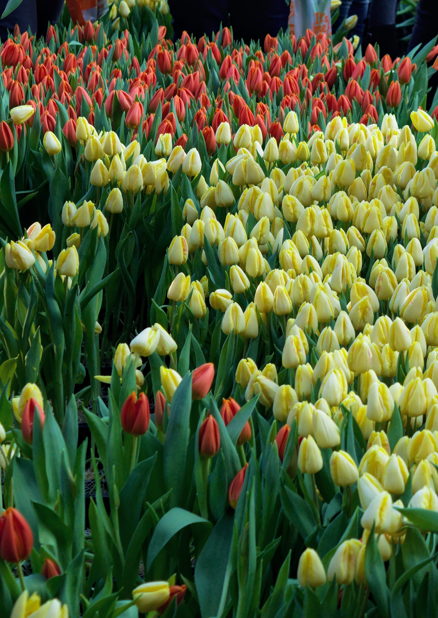 Национальный день тюльпанов. Ежегодное событие на площади Дам в… | by ...