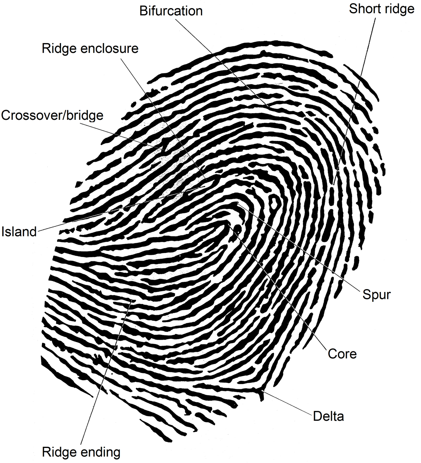 Using Deep Learning to reconstruct fingerprints — With Keras by