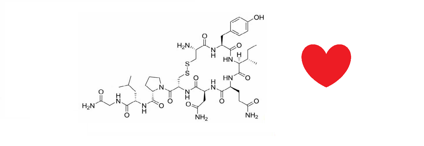 Interpretação Do Texto A Química Do Amor