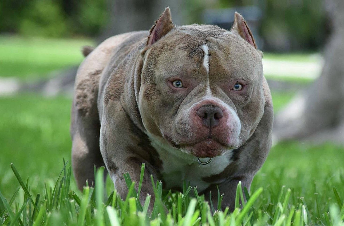 TOP PRODUCING POCKET BULLY STUD LOUIS V LINE S VENOM PRODUCTIONS 