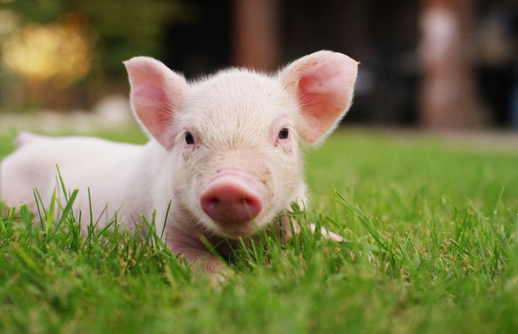 Apache Pig