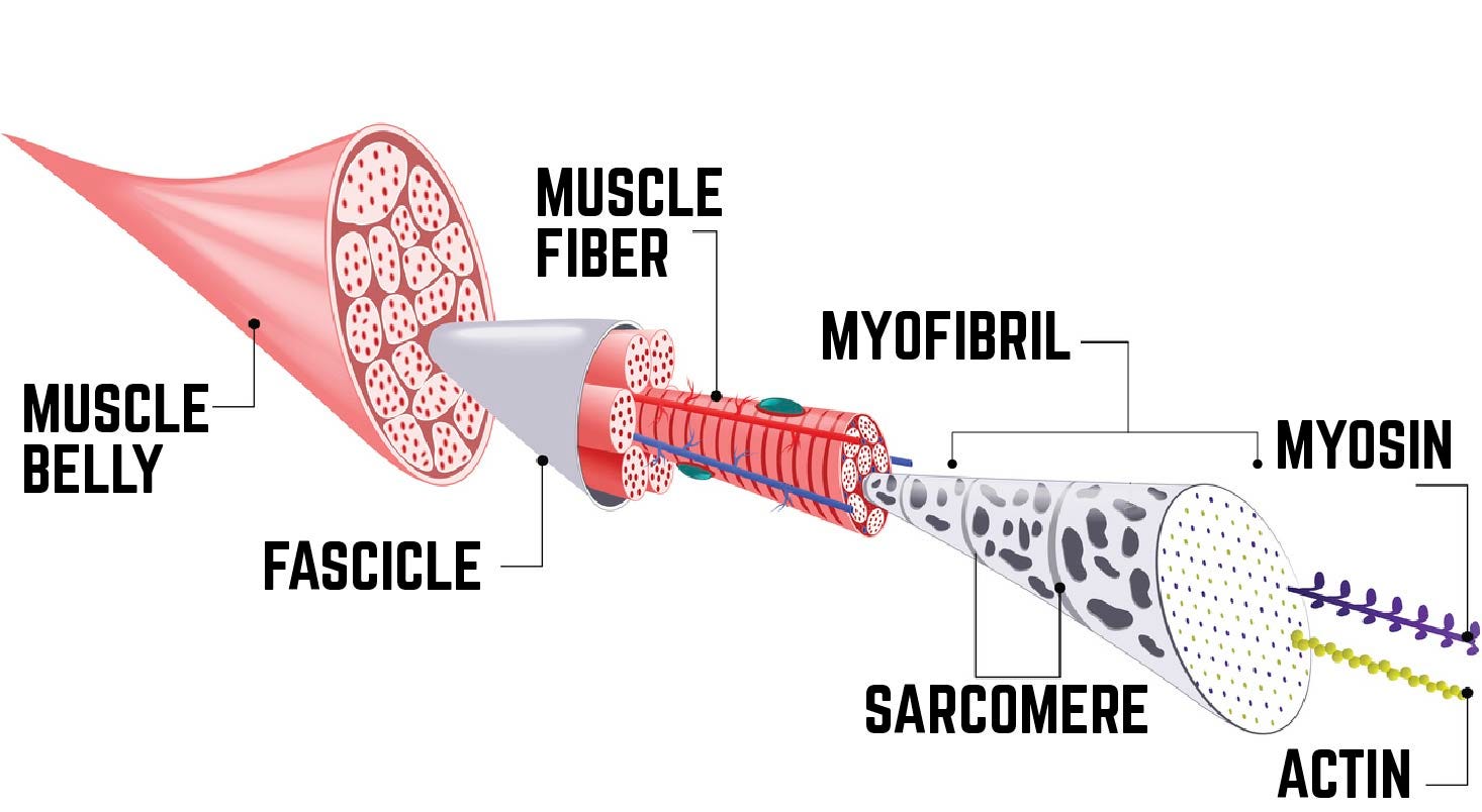 The Science Behind Muscle Growth By Avatar Nutrition Medium