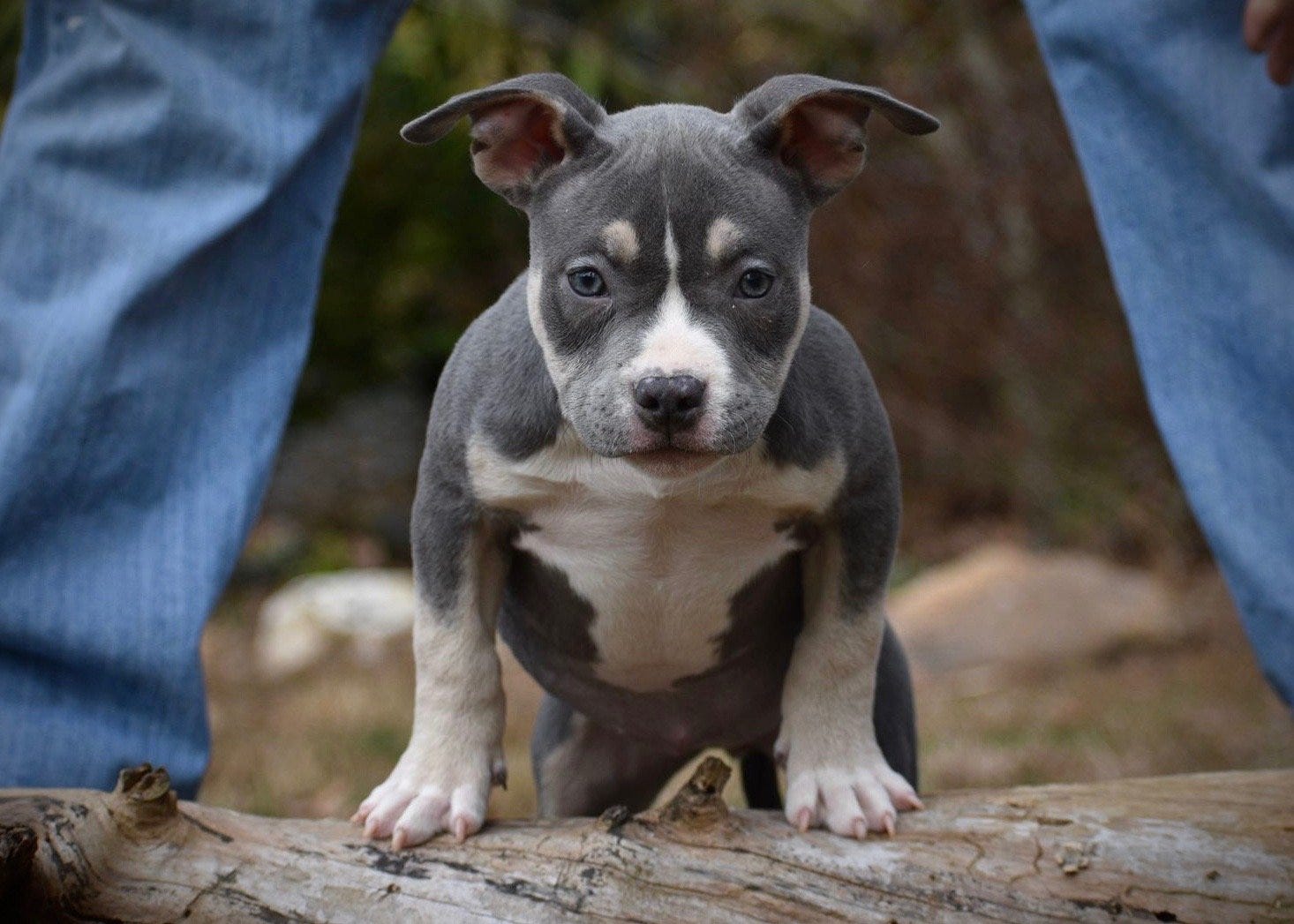 POCKET BULLY KENNEL VENOMLINE NEWS, AVAILABLE PUPPIES FOR SALE