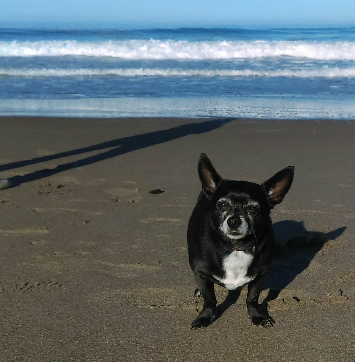 dog standing on the beach