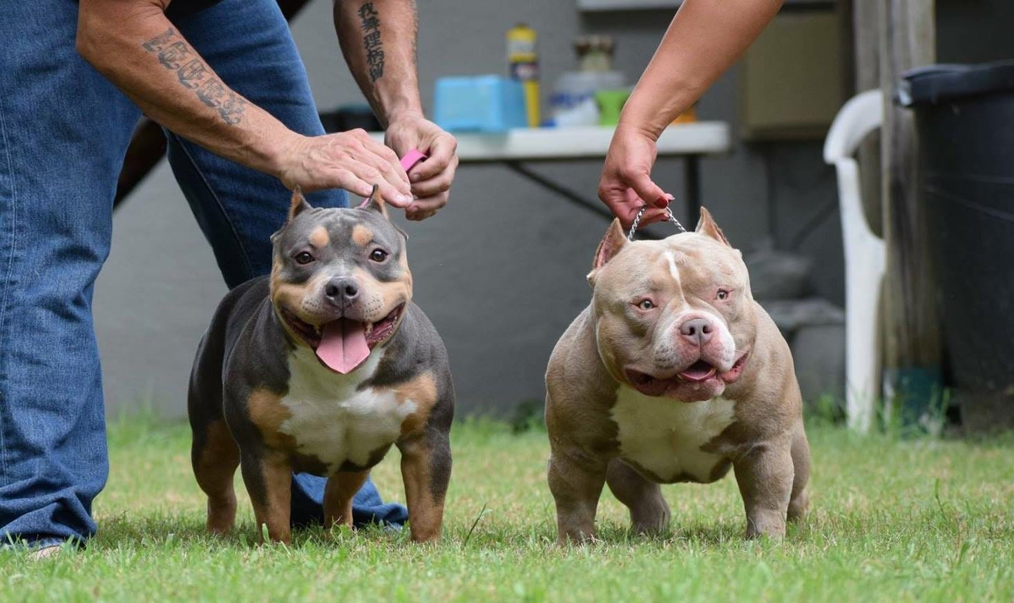 texas size bullies
