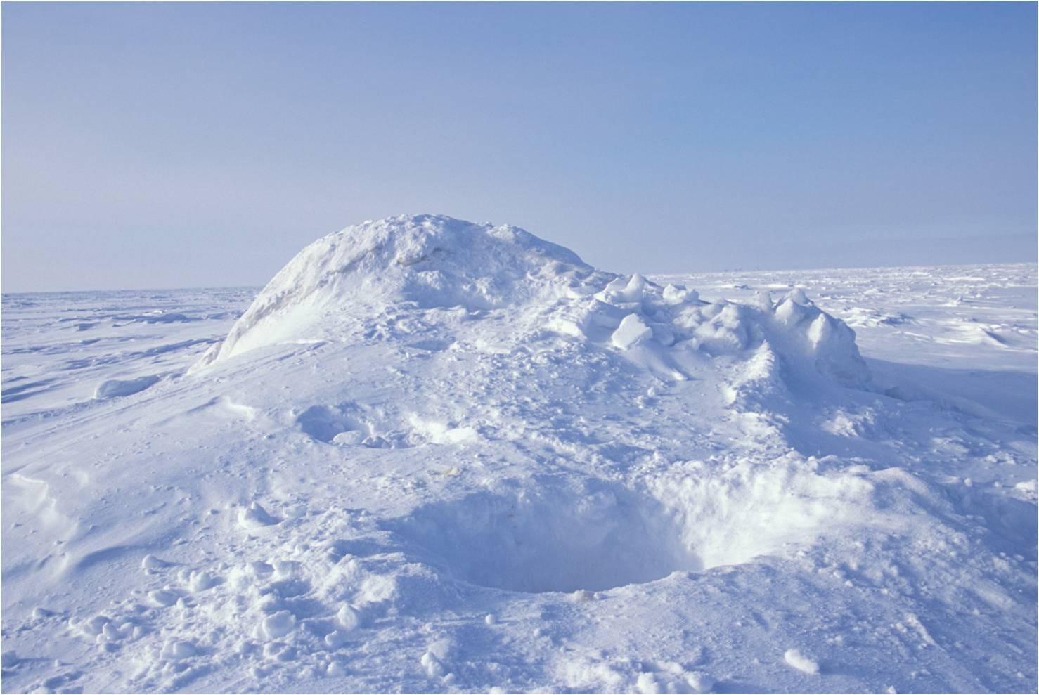 View from the surface of a dome of snow with recently excavated snow at the entrance of a den.