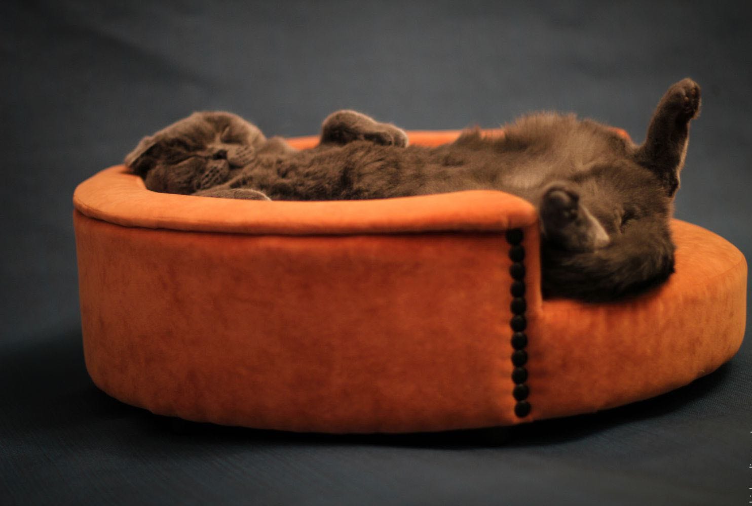 a place for pets