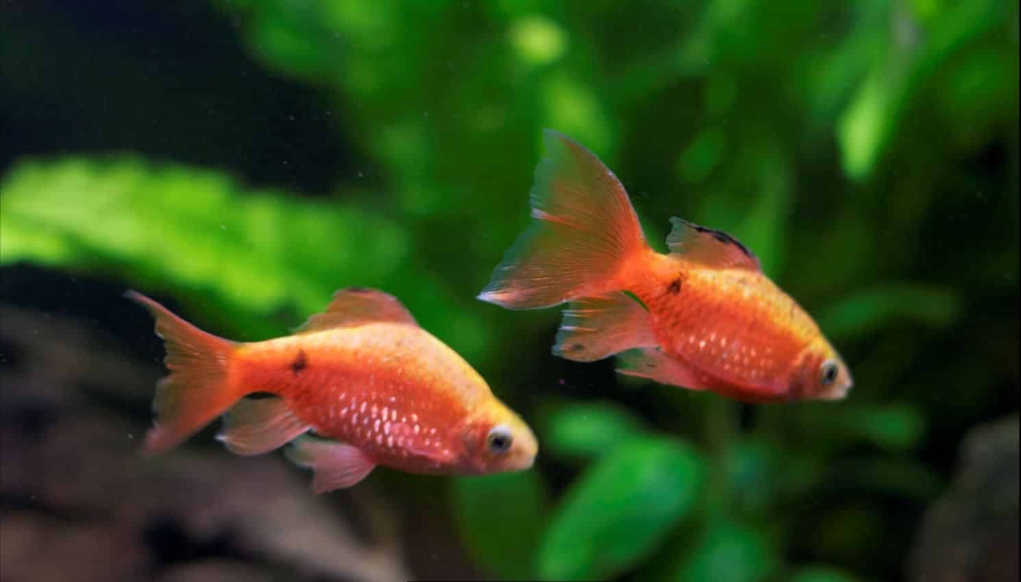 rosy barb goldfish