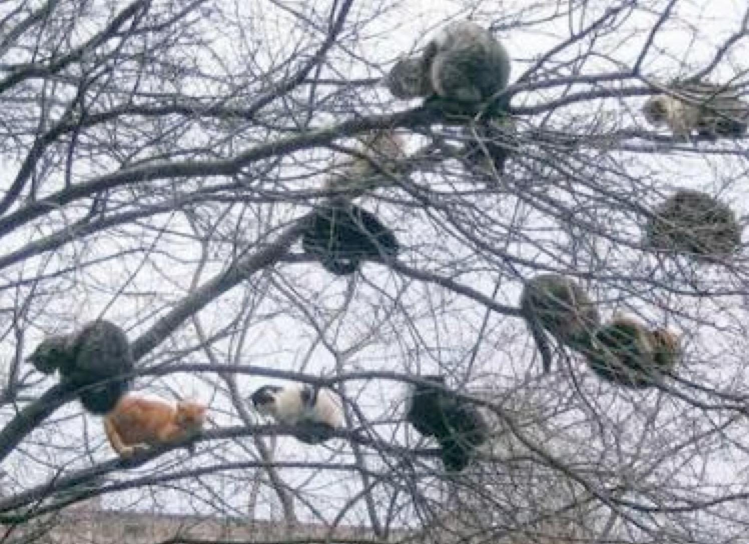 The Year In Cats Getting Stuck In Ridiculous Places