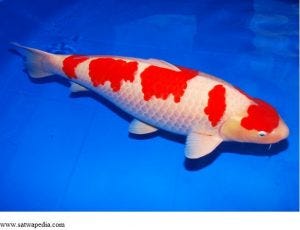 Berikut Daftar Ikan Koi Tercantik Di Dunia Petani Udang