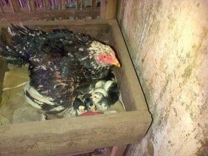 Tips Membasmi Gurem Pada Ayam Dengan Ampuh Gp Sabung