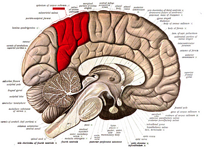 The Science of the Spiritual Brain | by Paige Ravenscroft | Medium