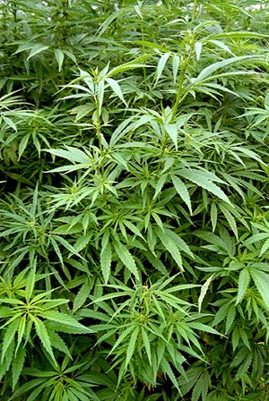 關於大麻的幾個實證 人類使用大麻的歷史相當早 最早可以追溯到新石器時代 1 過去五千年來 人類一直 By ron Ko Medium