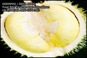 Mengenal Durian Kanyou Durian Kanyou Atau Gan Yao Adalah By Pecinta Tanaman Medium