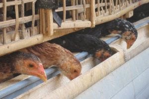 Cara Mengatasi Hama Gurem Pada Ayam Rajasabungs128 Medium