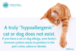 do hypoallergenic dogs exist