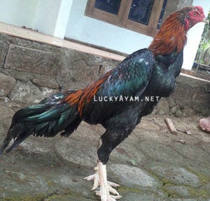 Ciri Ciri Khusus Ayam Bangkok Petarung Yang Bagus Putri