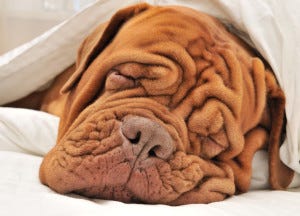 Dogue De Bordeaux. The Dogue de Bordeaux, also knows as a… | by Simpsons  Premium | Medium