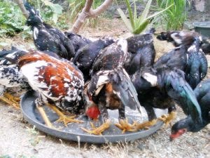 Cara Cepat Menggemukan Badan Ayam Bangkok Aduan