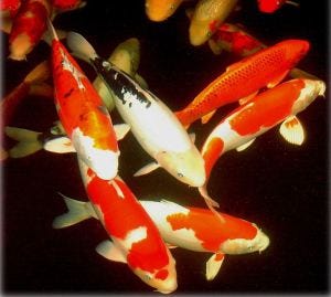 buy koi fish online