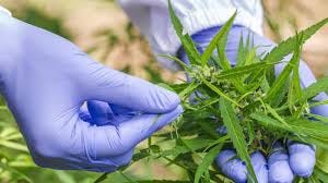An image of a marijuana plant and a researcher’s gloves handling it.