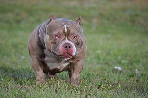 BEST OF THE TRI COLOR AMERICAN BULLY | AMAZING DOG BREED | THE POCKET ...