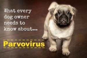 WHERE DID PARVO IN DOGS COME FROM? | by 