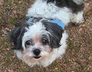 toy poodle barking problems