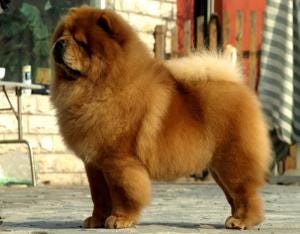 best chow chow breeders