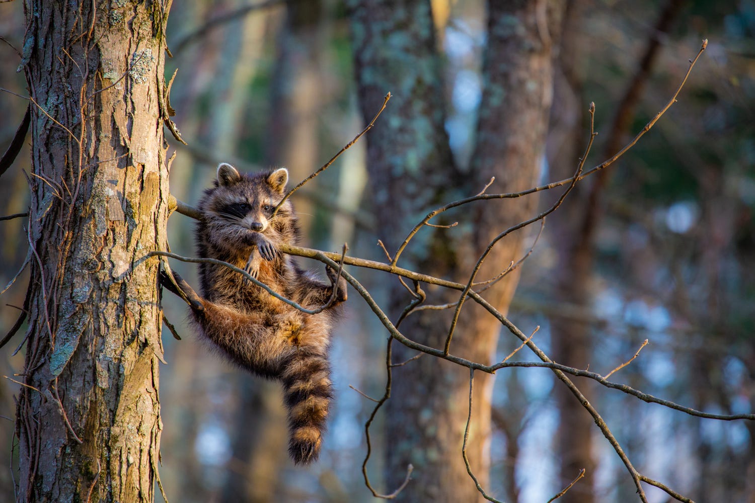 A young raccoon hanging in an awkward way from a very small tree branch