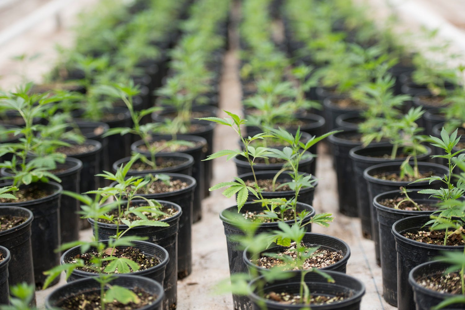 High Cbd Strains List For Maximum Health Benefits Sunday