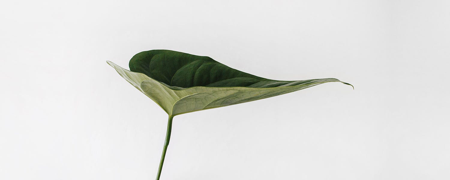 A single green leaf on a grey background