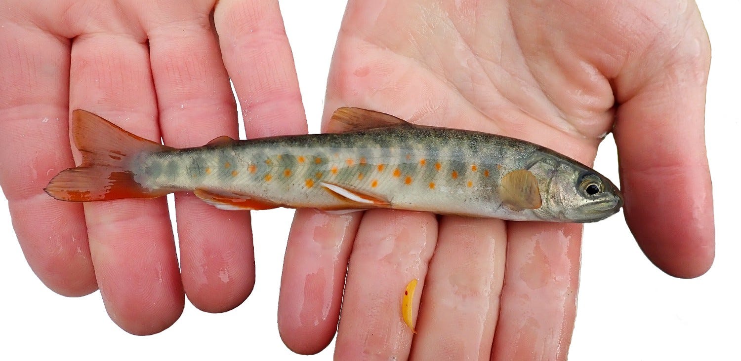 a small dolly varden in someone’s hand
