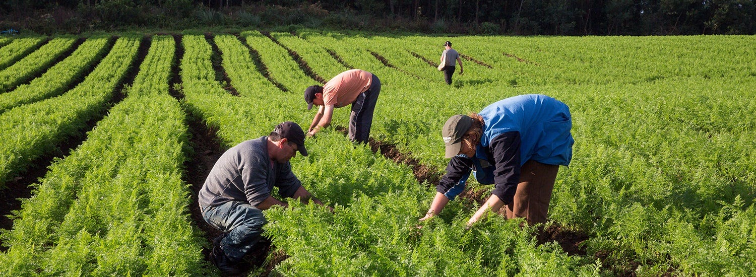 Um Pequeno Produtor Rural Vende Um Quilograma