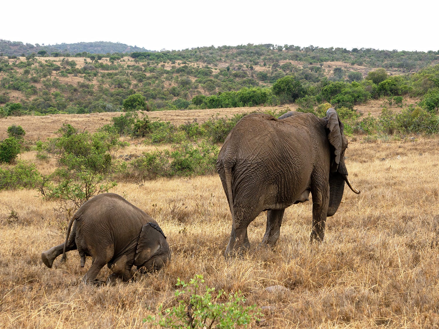 A young elephant trailing their parent trips and falls face forward, captured in a photo while mid face-plant