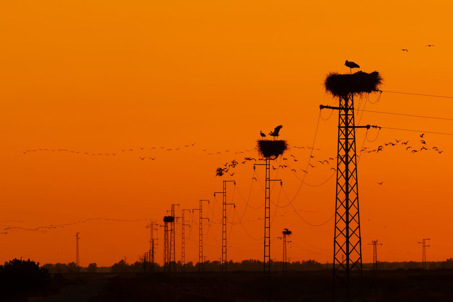 A row of power lines receding into the distance; 3 of them have large nests on top of them. Many birds fly in the orange sky.