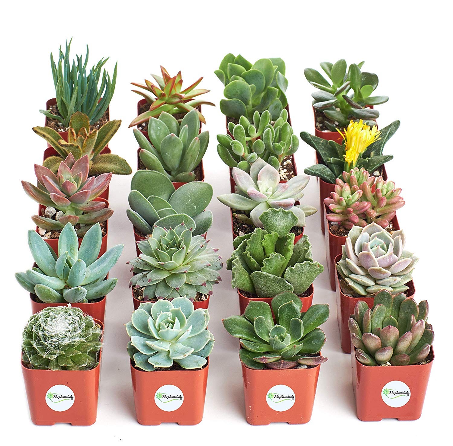 Best Home Decor Plant Are You Planning To Decor Your Home By By Maksud Masud Medium