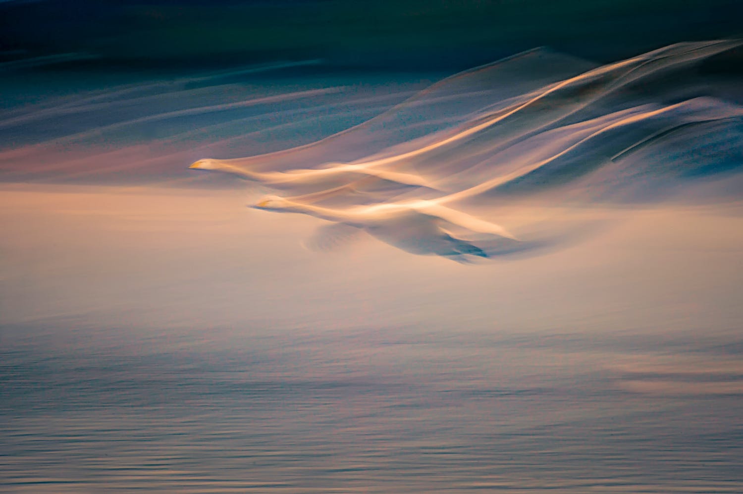 Two Whooper Swans landing on water, followed by trails caused by the camera being shaken.
